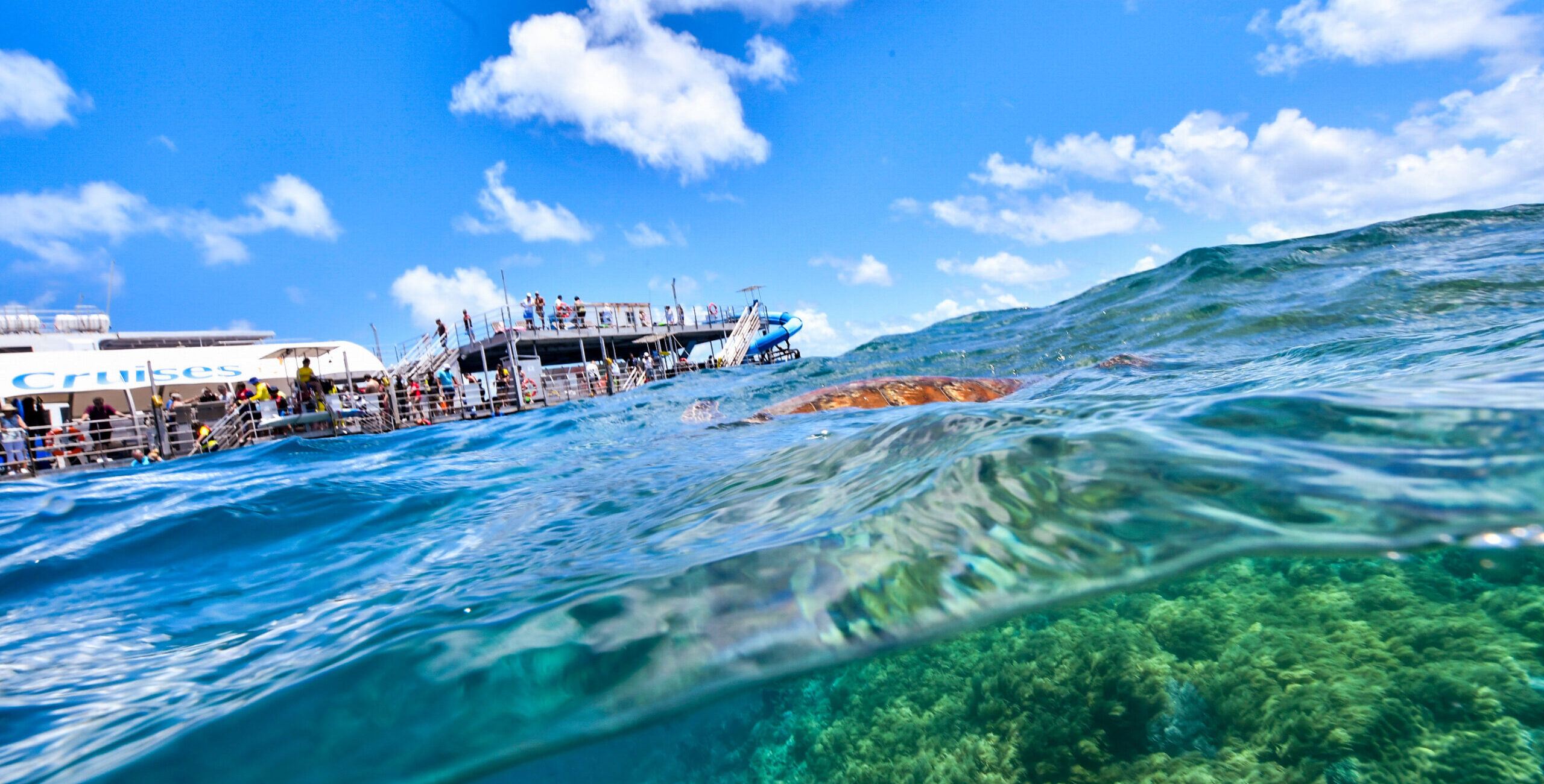 green turtle in the great barrier reef