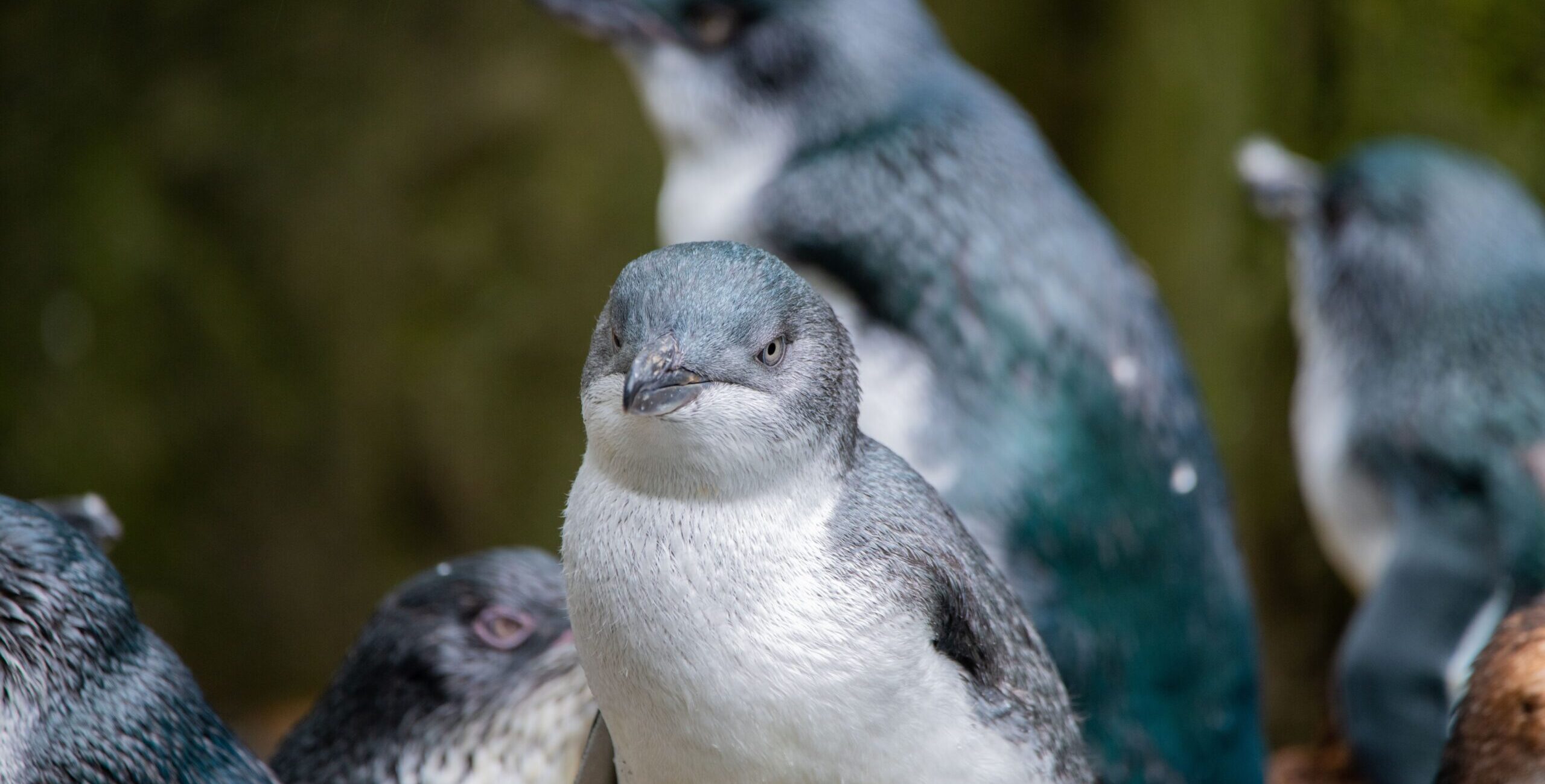 A white-flippered penguin (Eudyptula albosignata) in a zoo